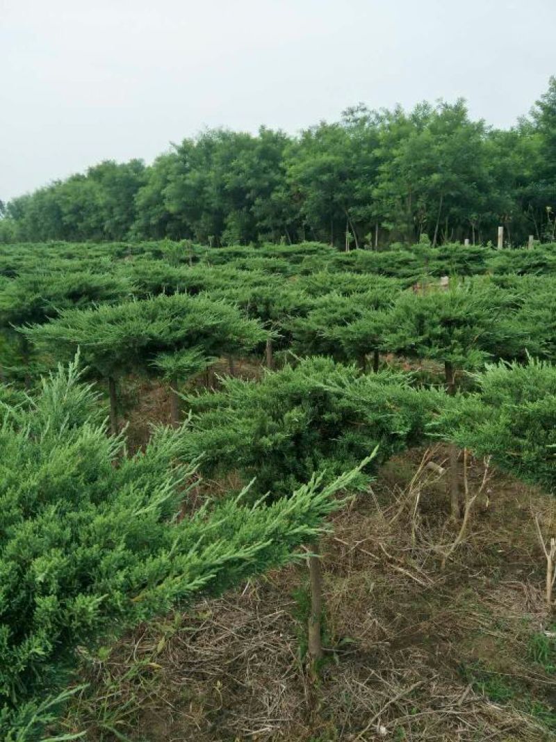 地龙树