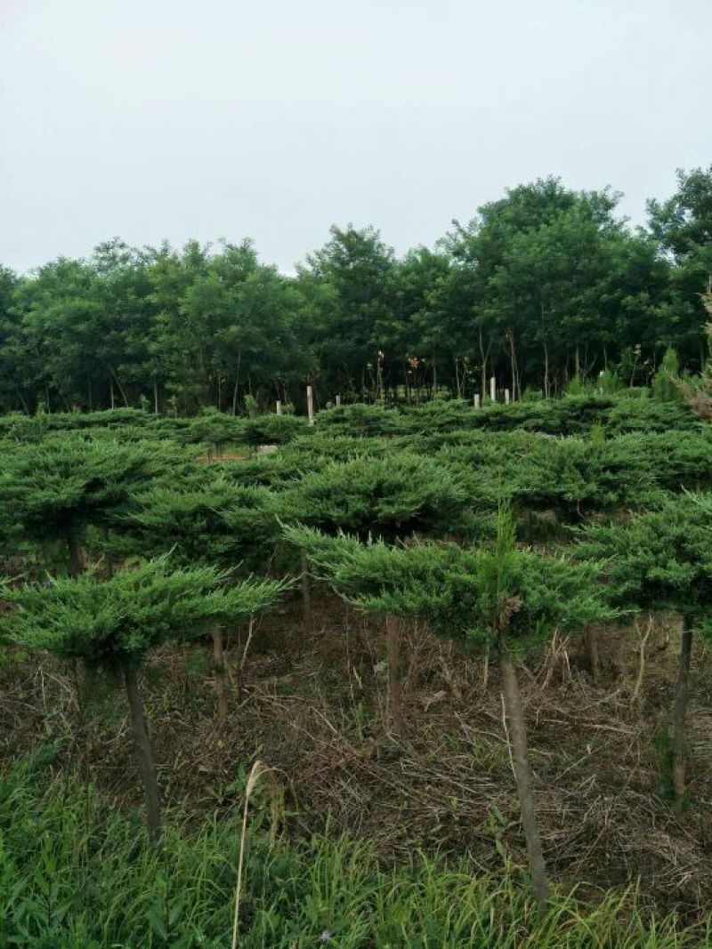 地龙树