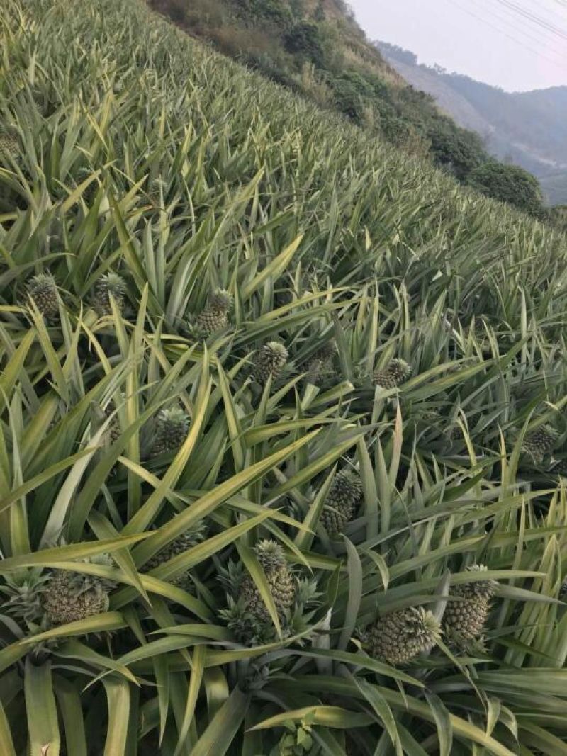 广西菠萝树苗有根地菠萝苗好种易活
