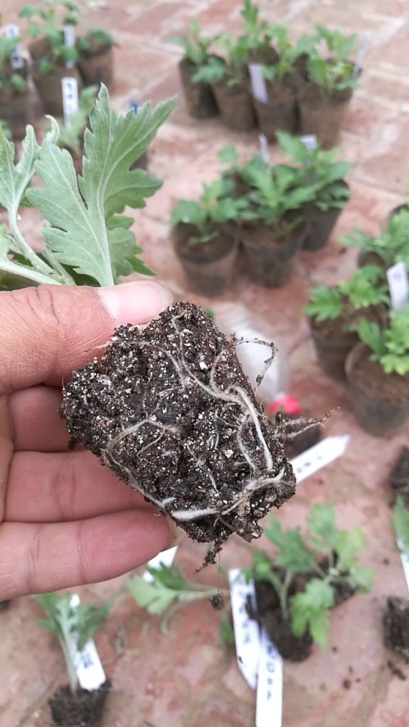 菊花苗