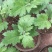菊花苗