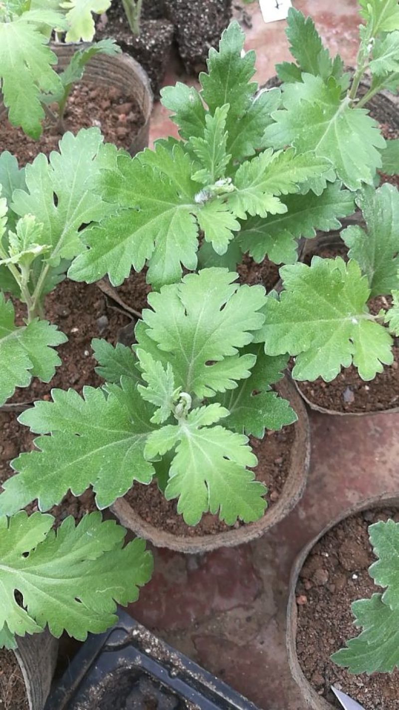 菊花苗