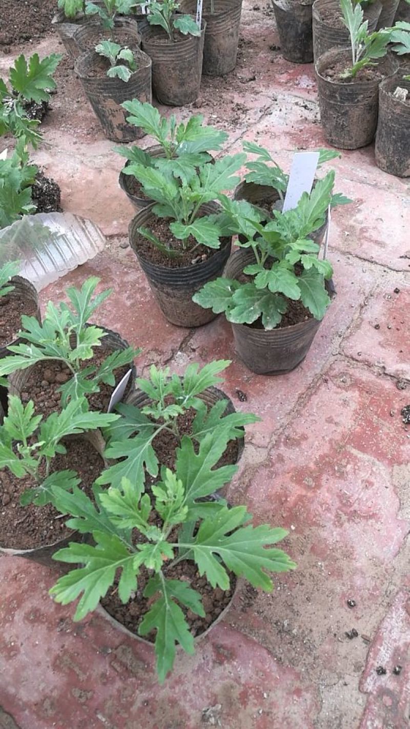 菊花苗