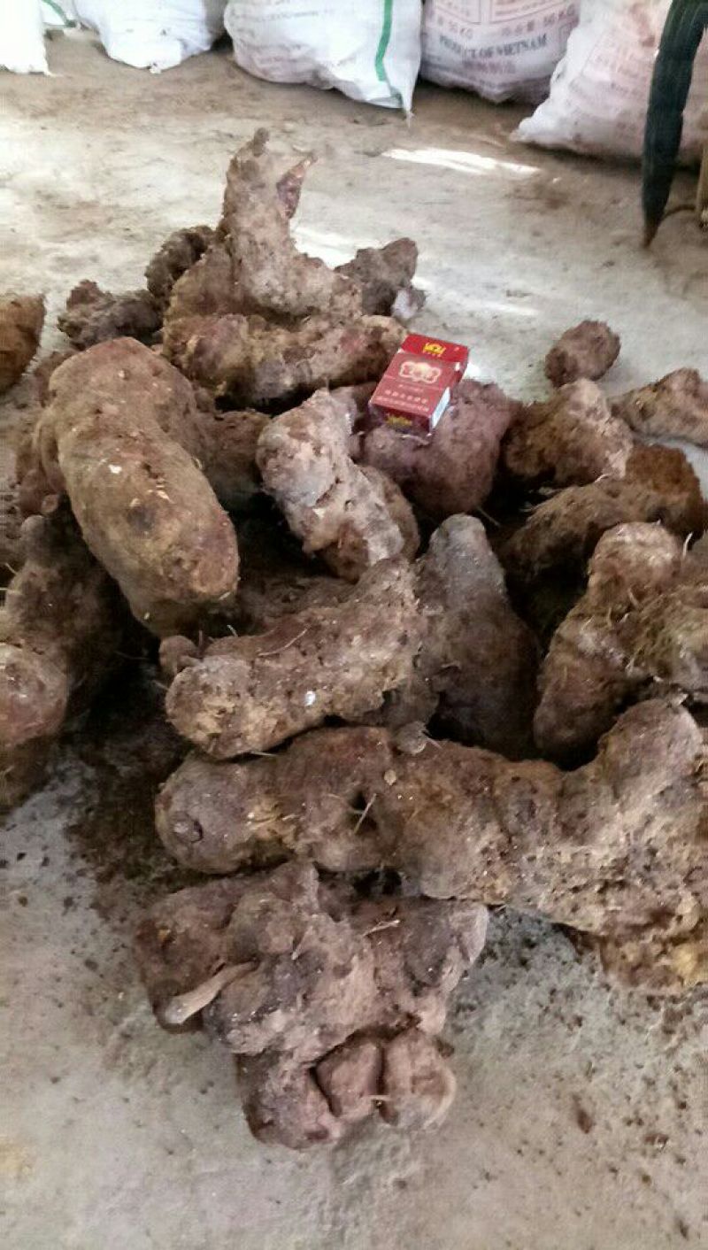 土茯苓统个，野生的，我们云南的就是变色龙，和两广的相比
