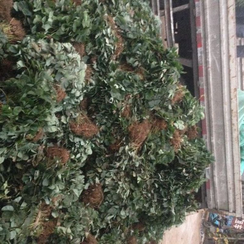 #我要卖货#大量批发红颜草莓苗新一代脱毒妙香牛奶草莓