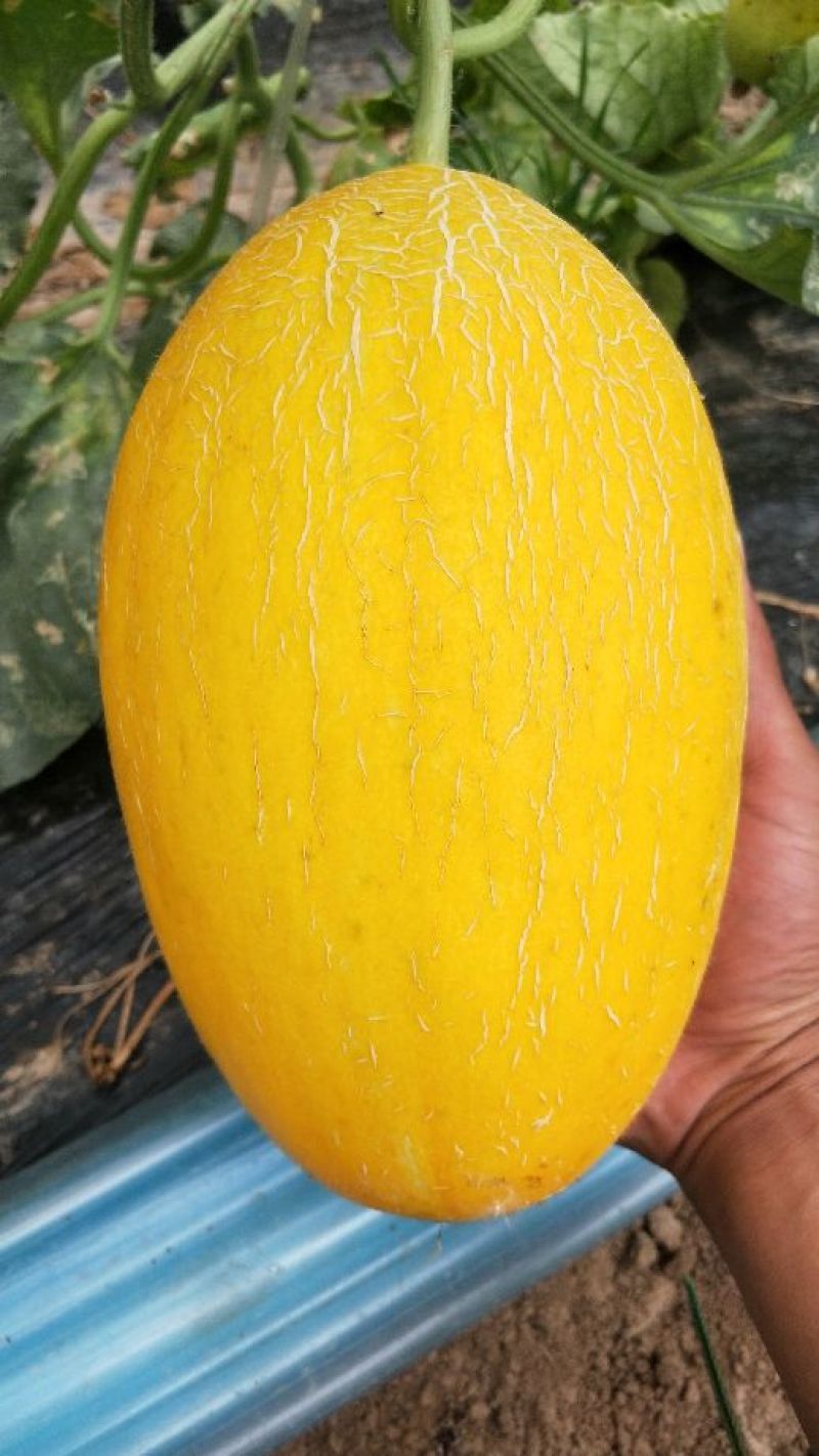 金宏蜜瓜