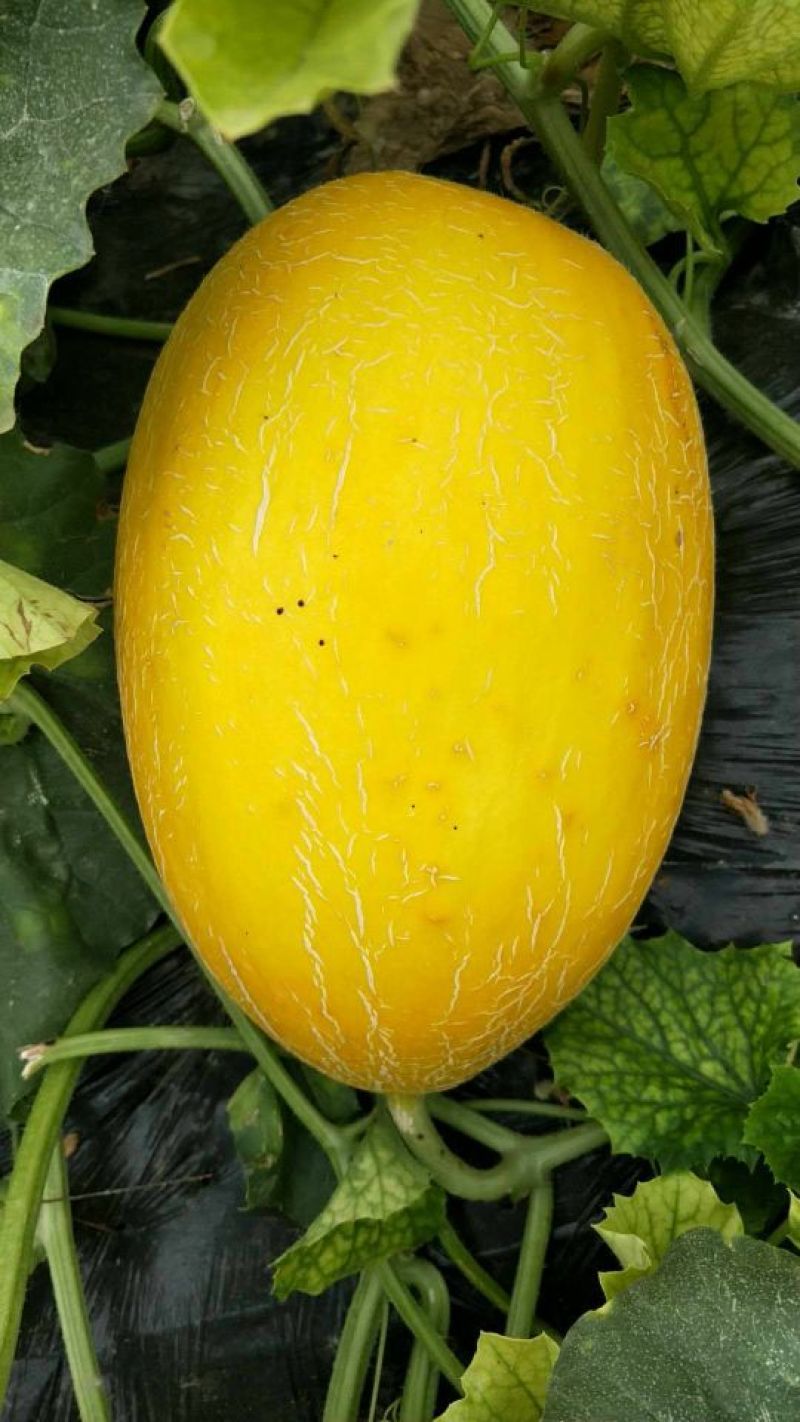 金宏蜜瓜