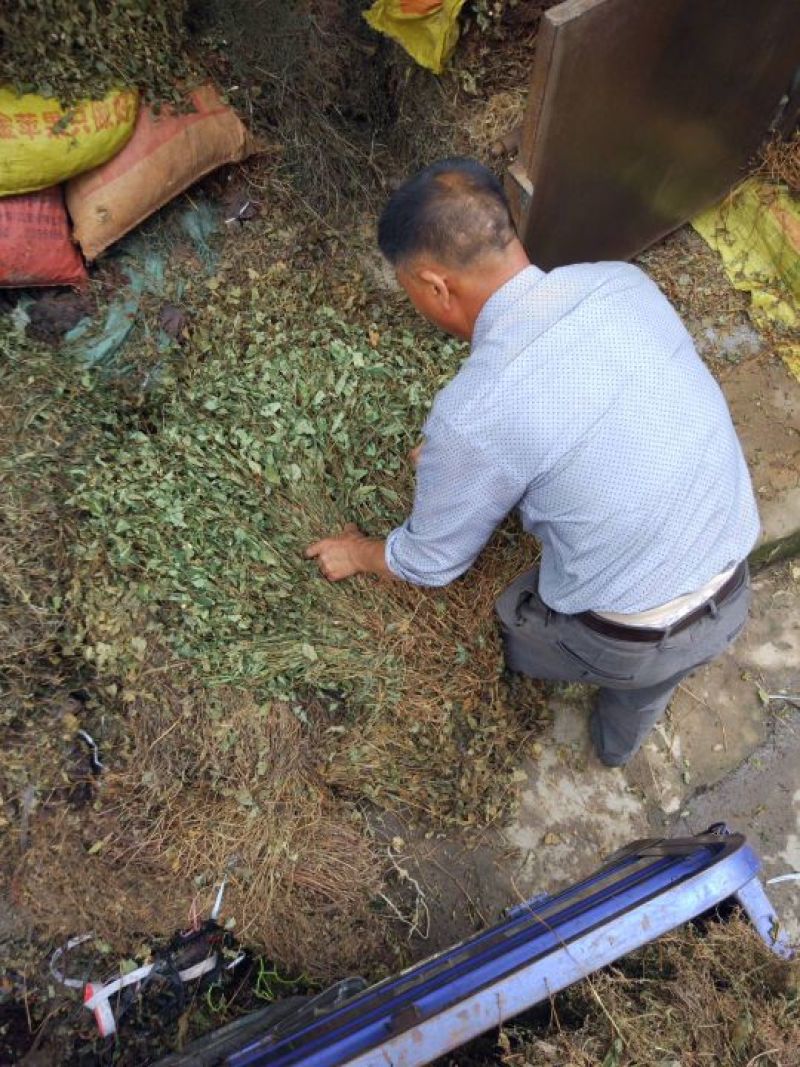 鱼腥草包装袋