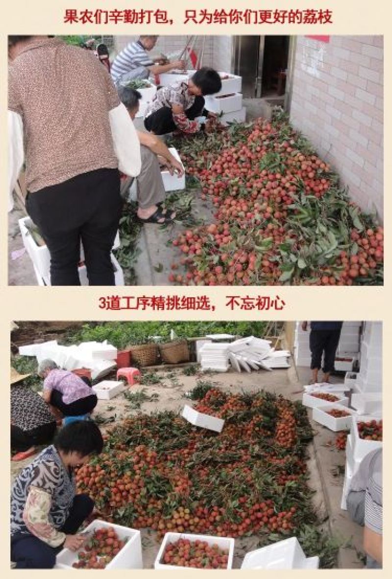 白糖罂荔枝1.5cm以上