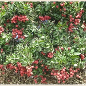 白糖罂荔枝1.5cm以上