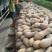 南瓜4~5斤以上长条形颜色紫红，肉厚空心少，适合超市