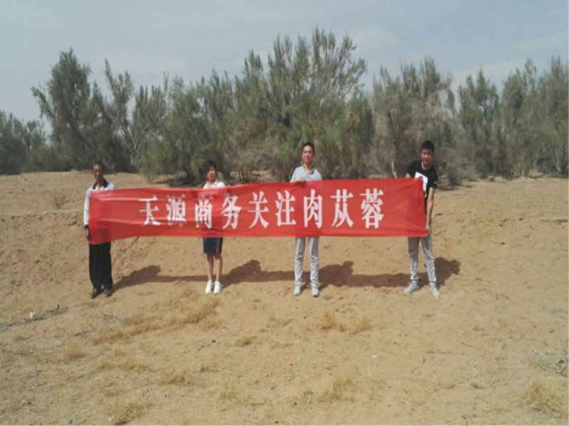【产地发货】内蒙古阿拉善野生肉苁蓉油苁蓉一斤包邮整根切片
