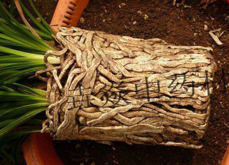 植物生根粉补充维生素促进快速生根