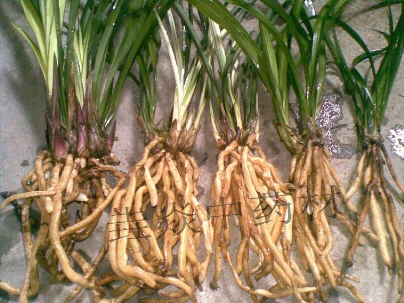 植物生根粉补充维生素促进快速生根