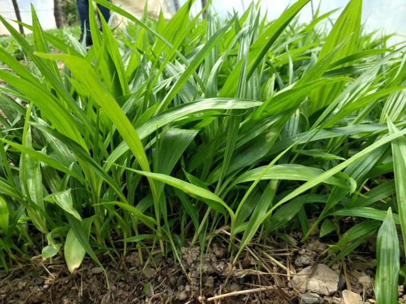 植物生根粉补充维生素促进快速生根