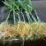 植物生根粉补充维生素促进快速生根
