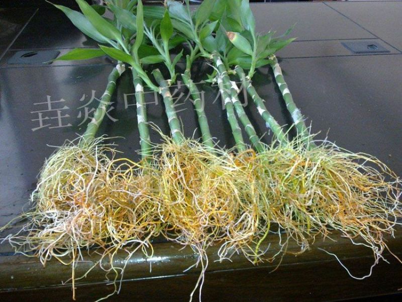 植物生根粉补充维生素促进快速生根