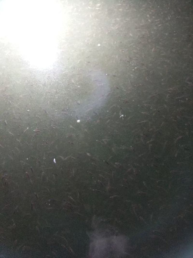 海大公司的百容鲫