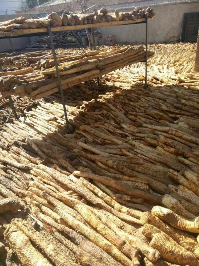 【产地发货】内蒙古阿拉善野生肉苁蓉油苁蓉一斤包邮整根切片