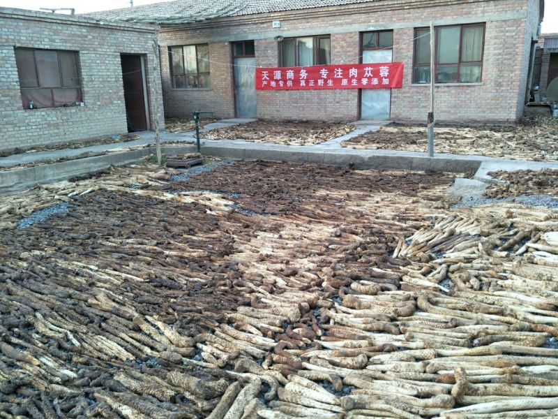【产地发货】内蒙古阿拉善野生肉苁蓉油苁蓉一斤包邮整根切片