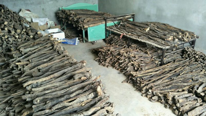 【产地发货】内蒙古阿拉善野生肉苁蓉油苁蓉一斤包邮整根切片