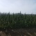 怪状紫薇。麻绳紫薇。红花紫薇；规格齐全