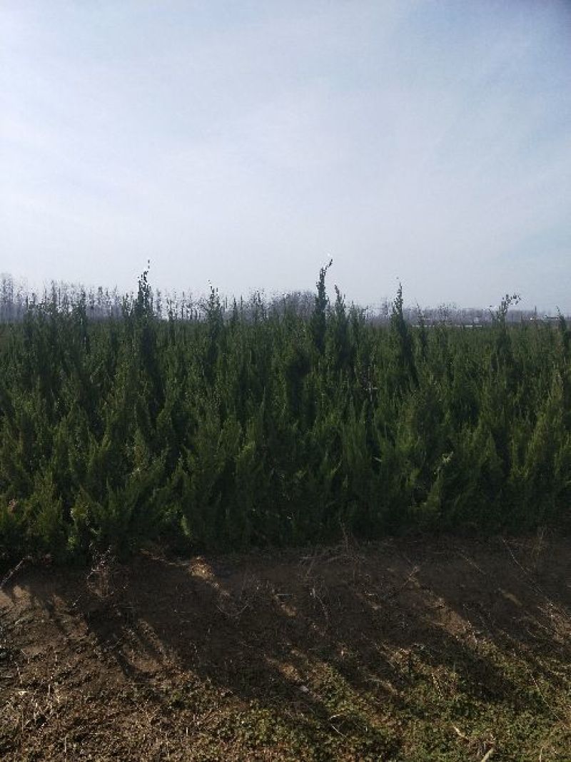怪状紫薇。麻绳紫薇。红花紫薇；规格齐全