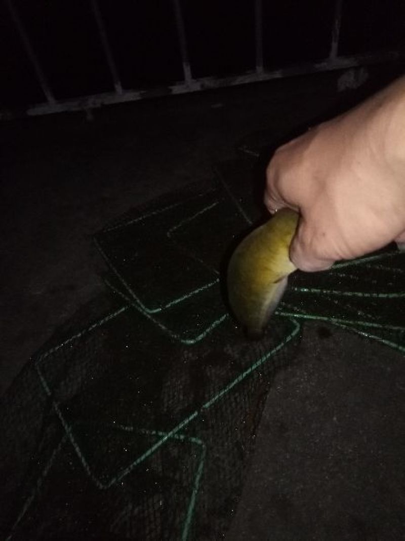 胡子鲶