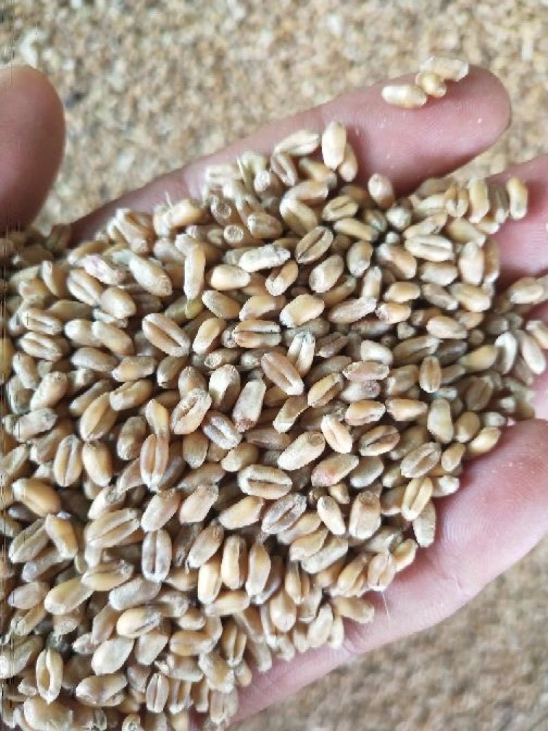 干小麦
