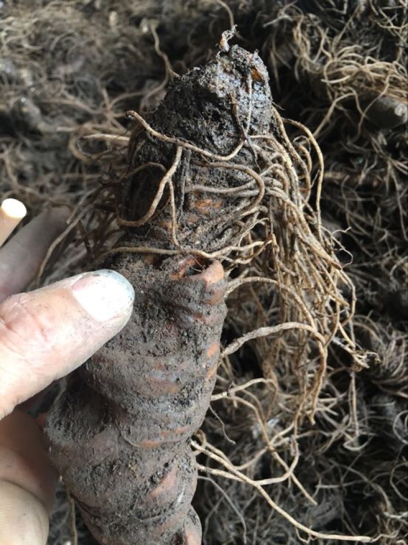 高含量优质重楼鲜货统个