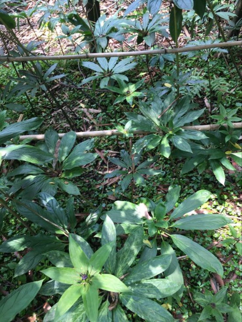 高含量优质重楼鲜货统个