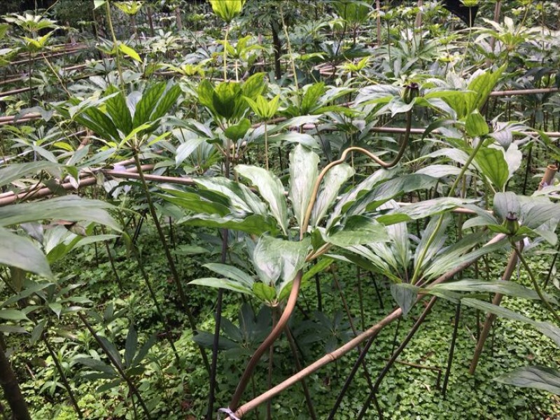 高含量优质重楼鲜货统个