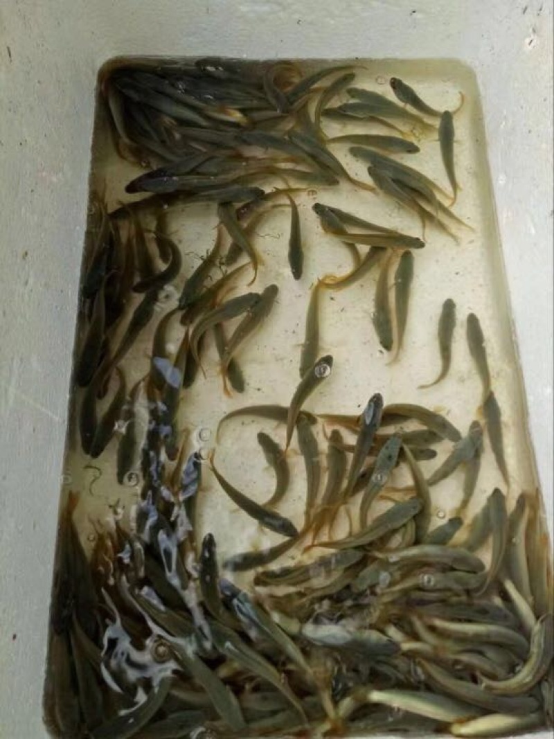 武昌鱼10cm以下活鱼，青菜和饲料配喂最佳