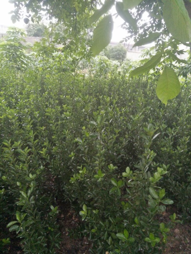 绿化工程用大叶黄杨（冬青）黄杨球