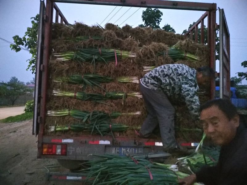 大葱基地直销，欢迎新老客户前来实地考察，保质保量发货