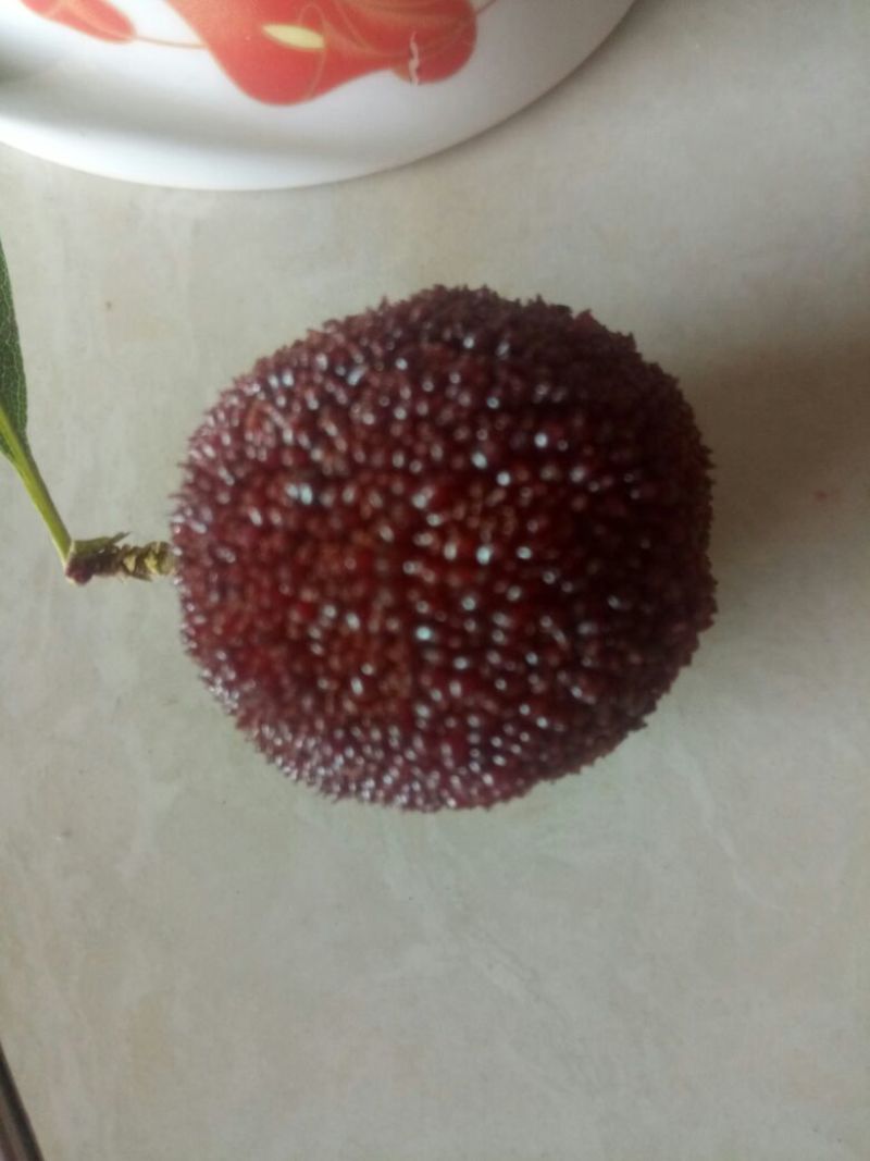杨梅