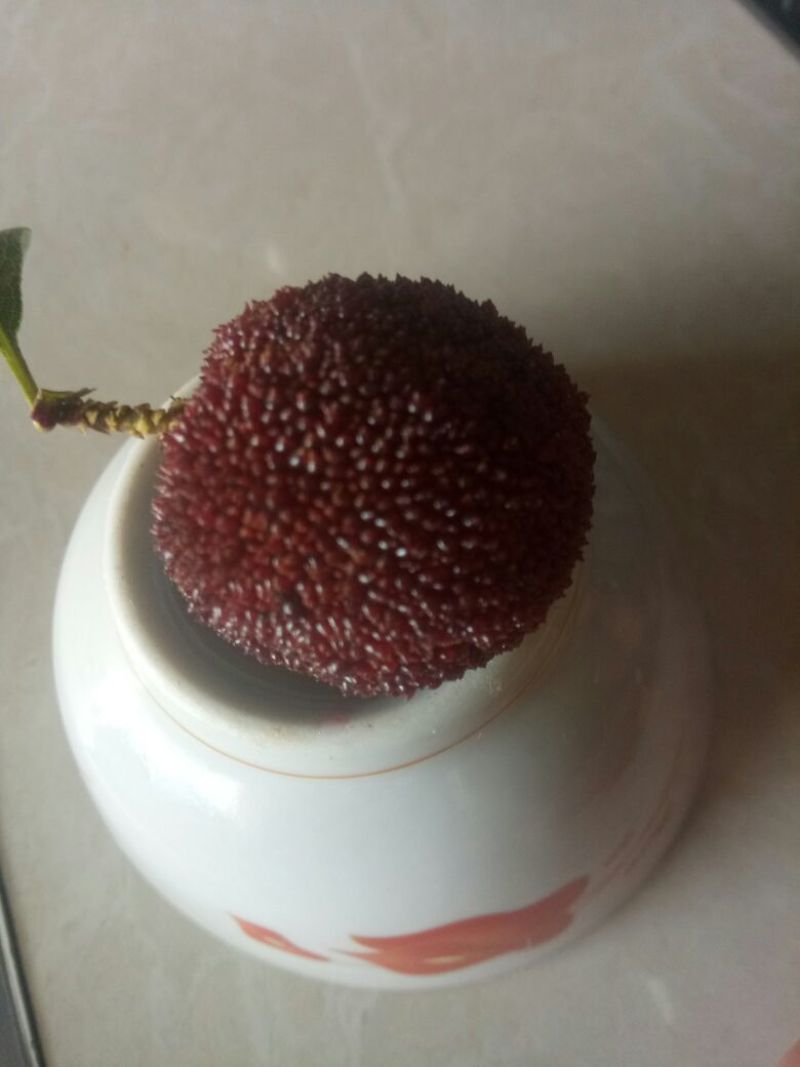 杨梅