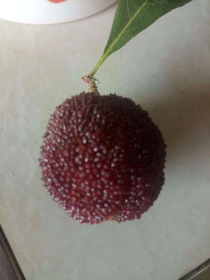 杨梅