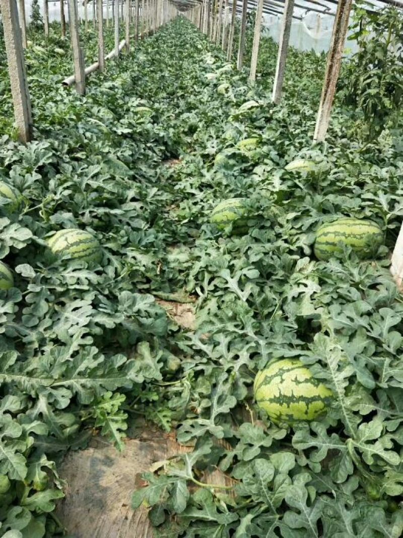 西瓜山东甜王，双星8斤打底9成熟1茬