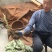 多花倒苗姜型甜黄精甜统个
