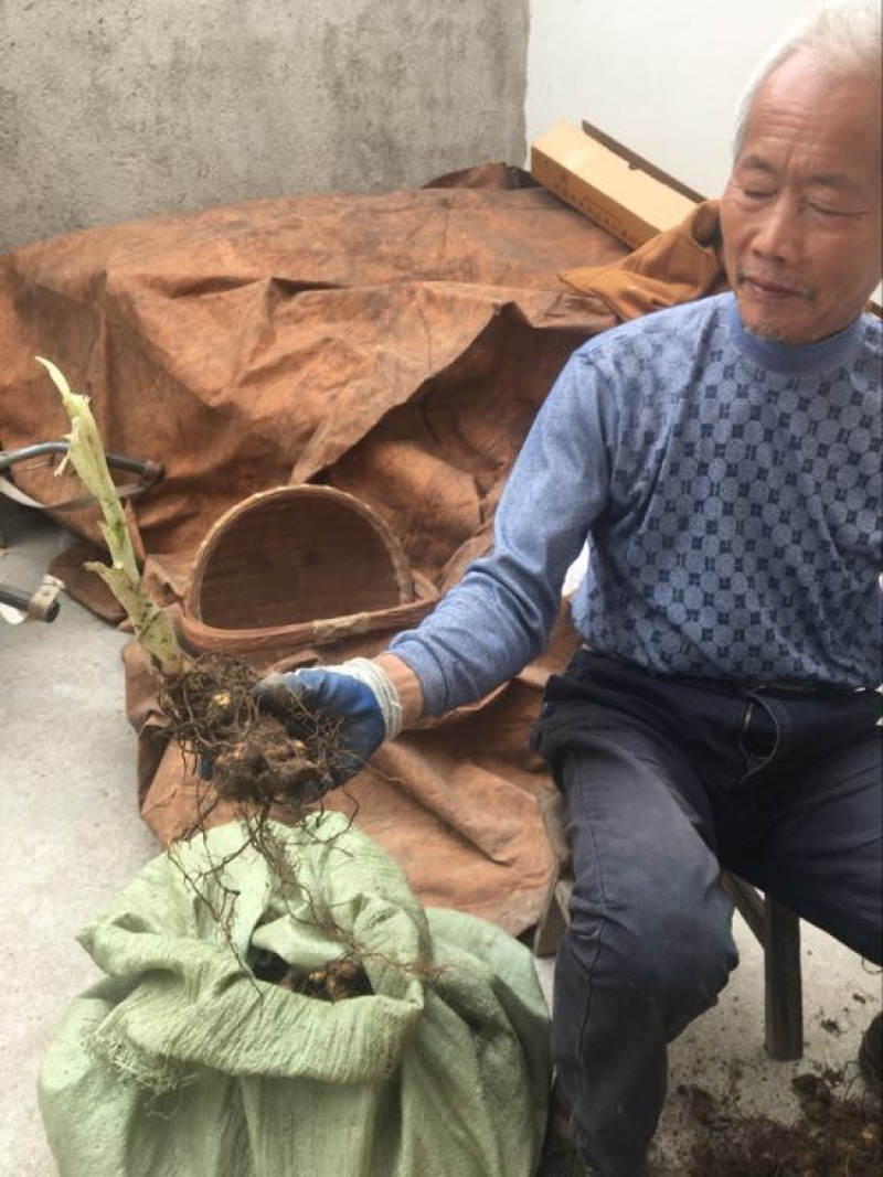 多花倒苗姜型甜黄精甜统个