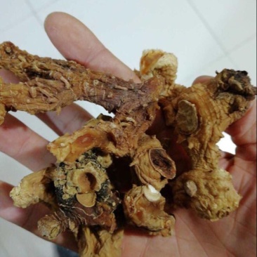 多花倒苗姜型甜黄精甜统个