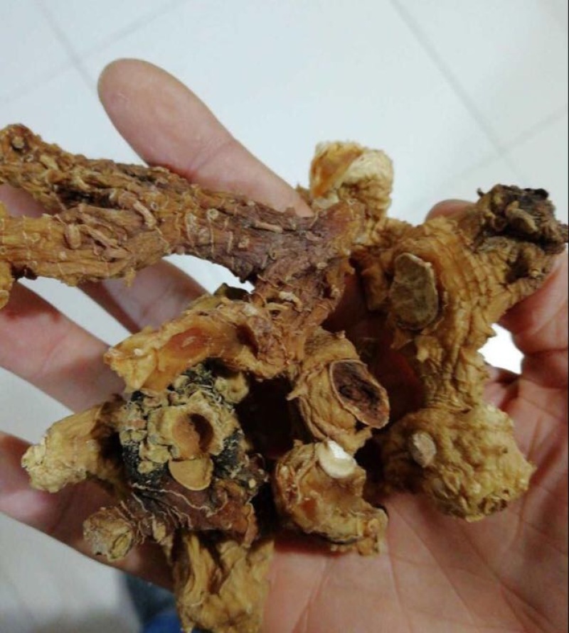 多花倒苗姜型甜黄精甜统个