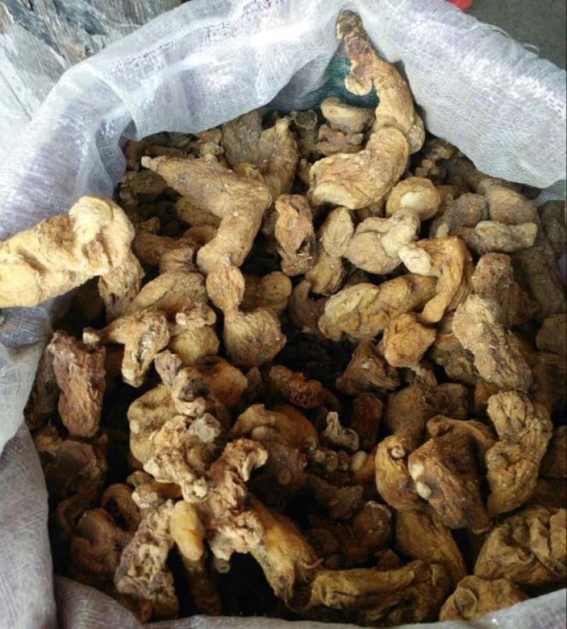 多花倒苗姜型甜黄精甜统个