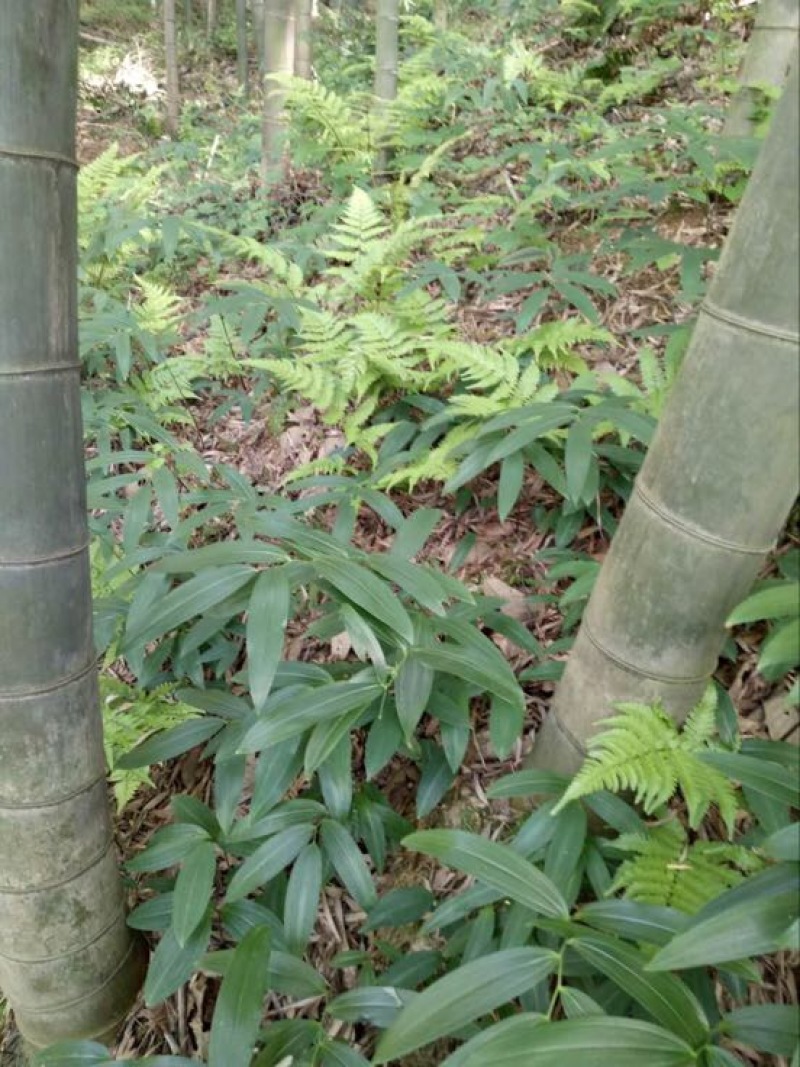 多花倒苗姜型甜黄精甜统个