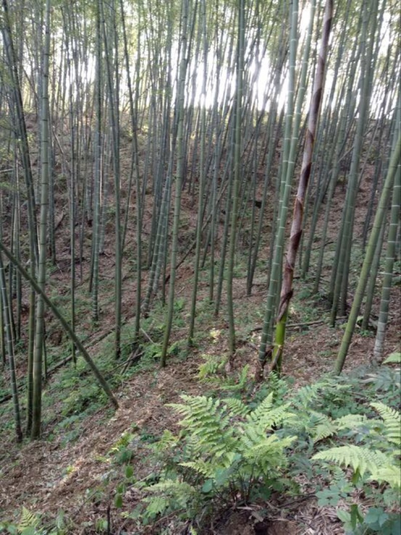 多花倒苗姜型甜黄精甜统个