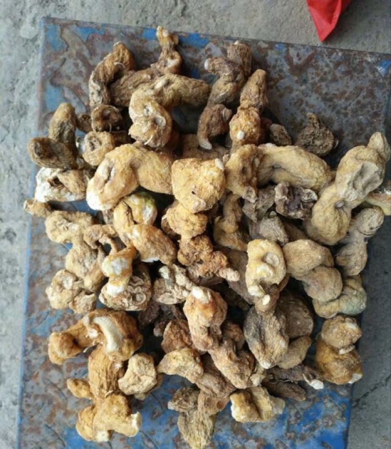 多花倒苗姜型甜黄精甜统个