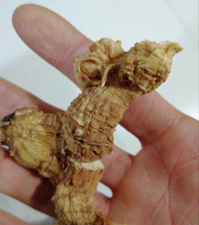 多花倒苗姜型甜黄精甜统个