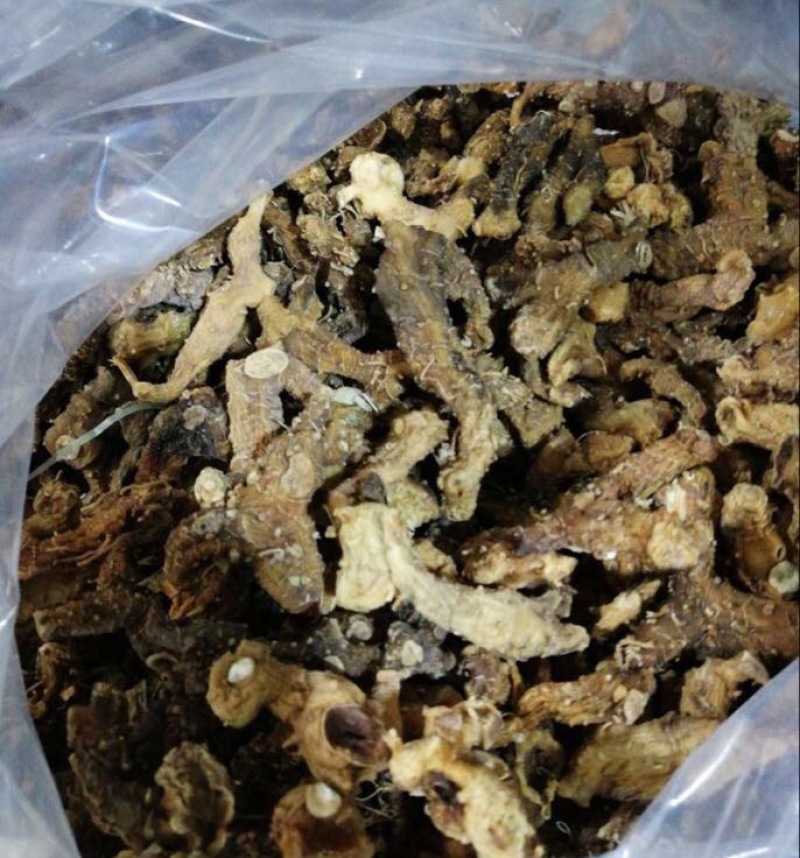 多花倒苗姜型甜黄精甜统个