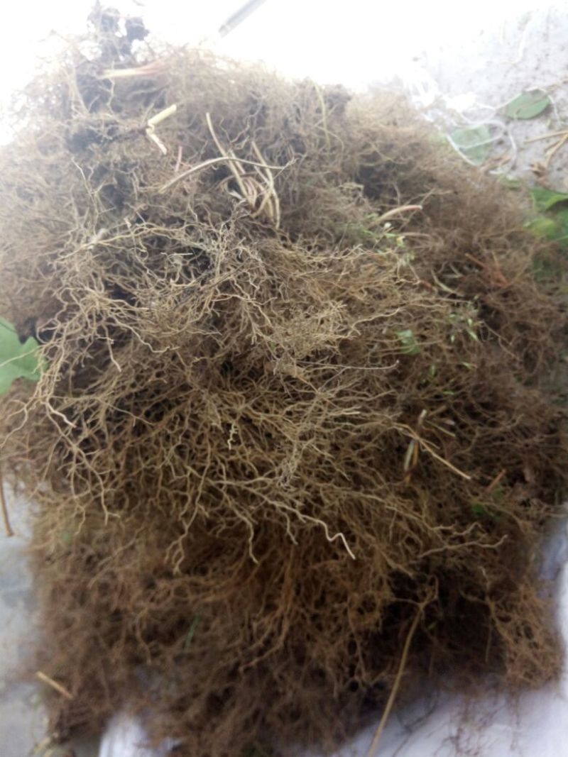 淫羊藿种苗